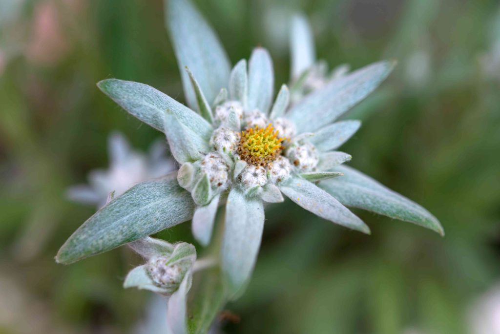 Edelweiss