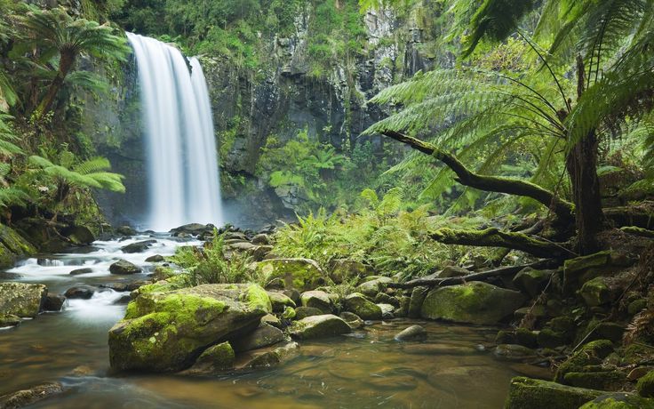 Hutan Hujan