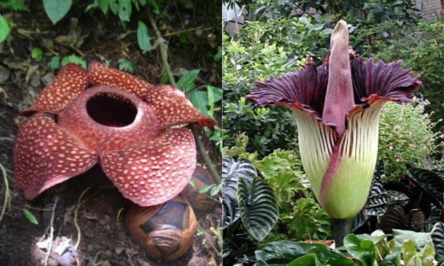 Fakta Unik Tumbuhan Rafflesia Arnoldii sebagai Bunga Terbesar di Dunia
