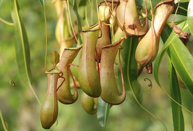 Tanaman Nepenthes Borneo Fakta Karnivora dan Ekosistem Hutan Hujan