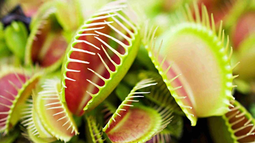 Venus Flytrap