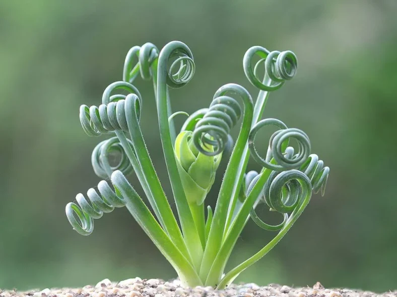 Albuca Spiralis