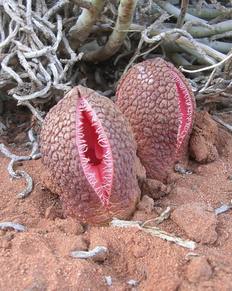 Hydnora Africana